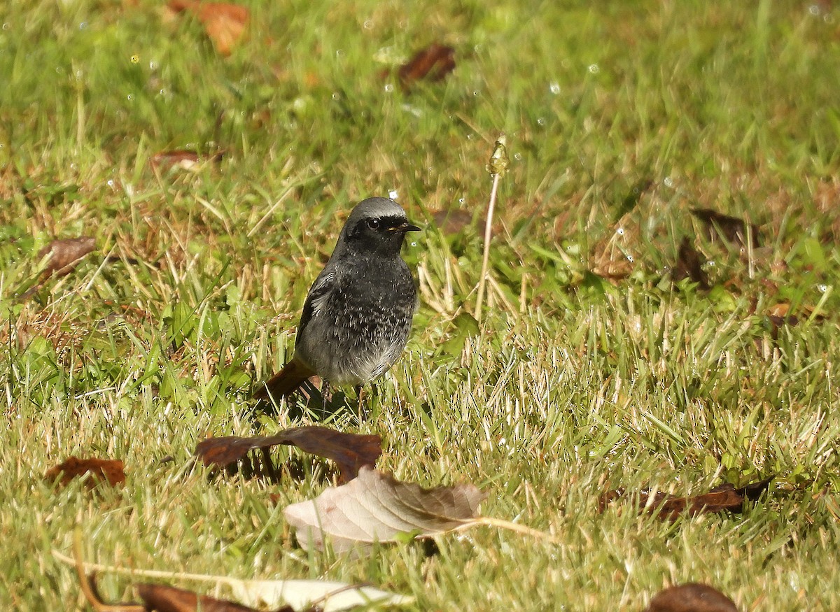 svartrødstjert (gibraltariensis/aterrimus) - ML645893564