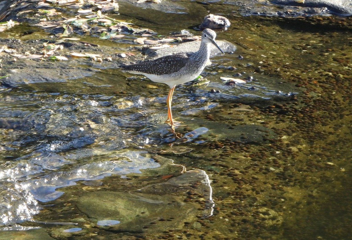 plystresnipe - ML645893565