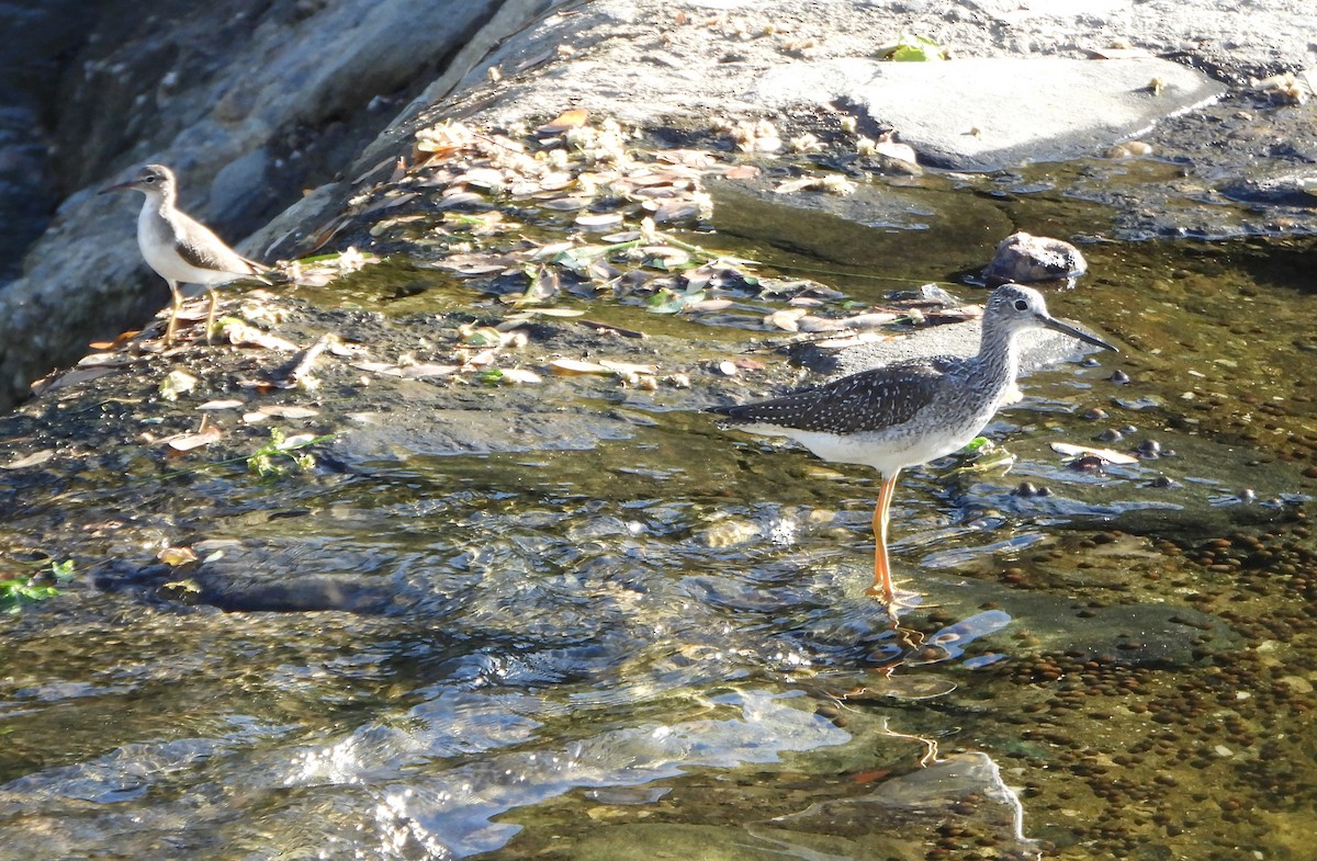 plystresnipe - ML645893566