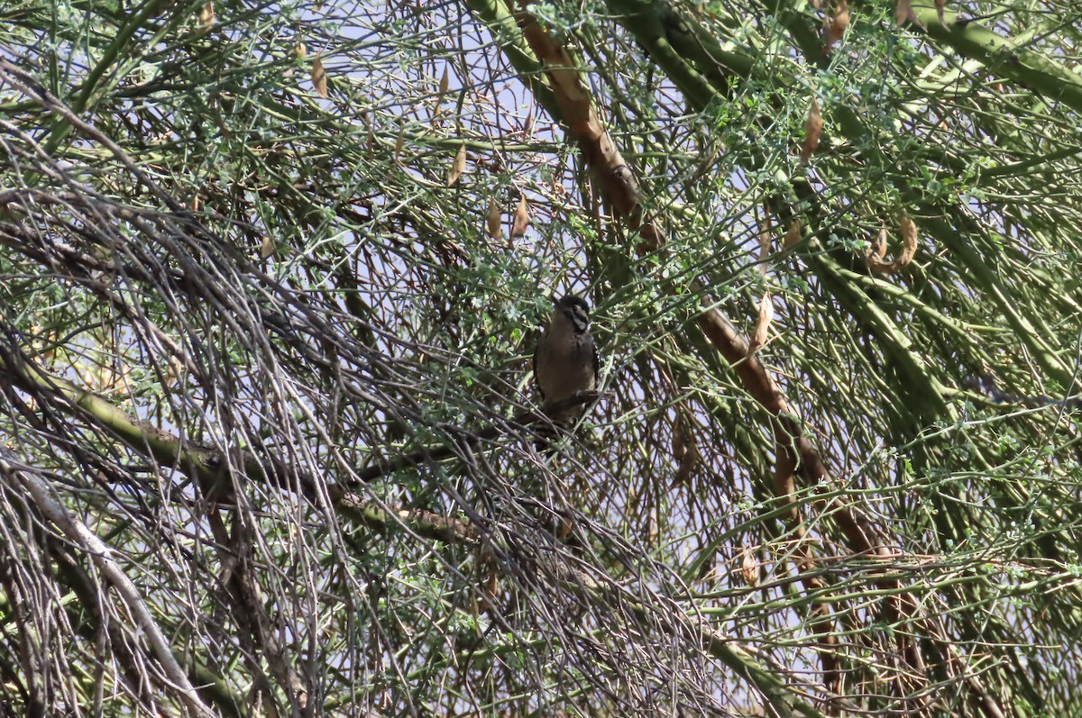 leiderspett - ML645893575