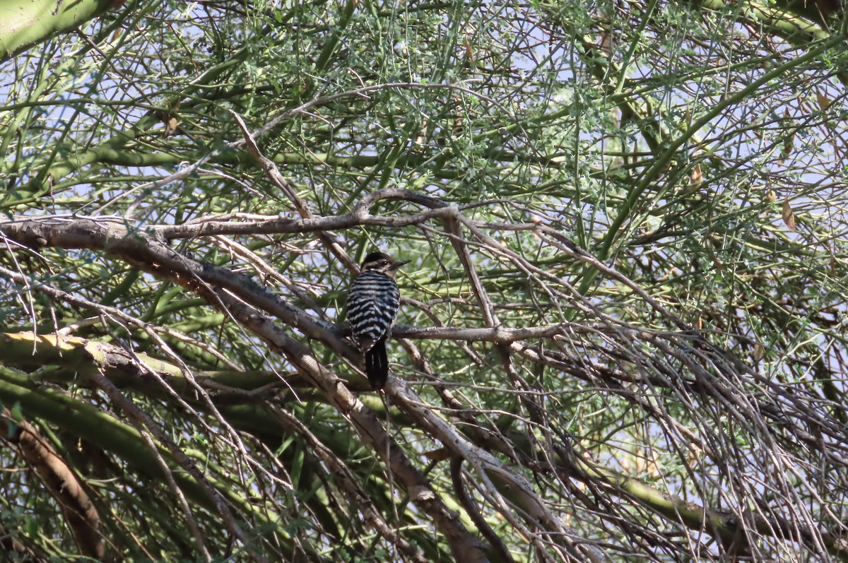 leiderspett - ML645893576