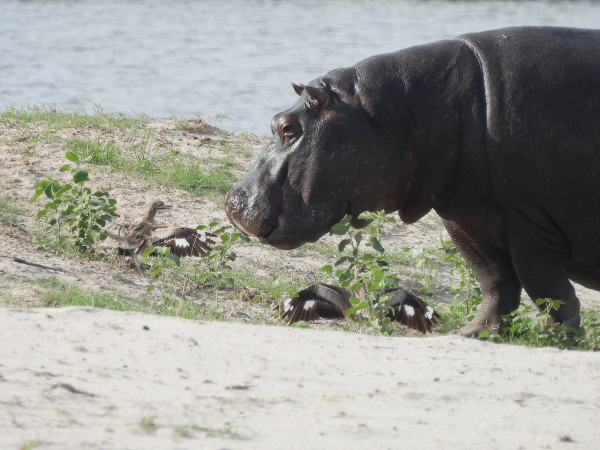 vanntriel - ML645893577