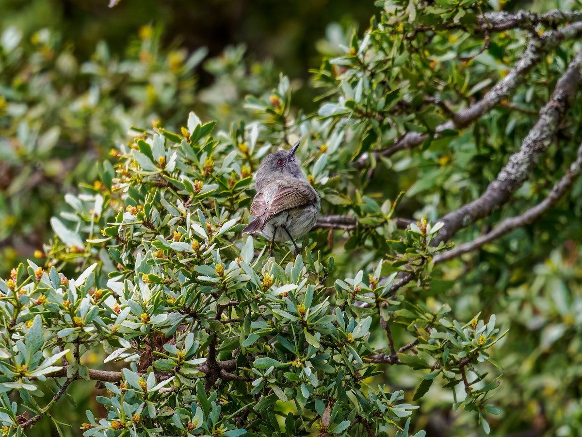 igatagerygone - ML645893581