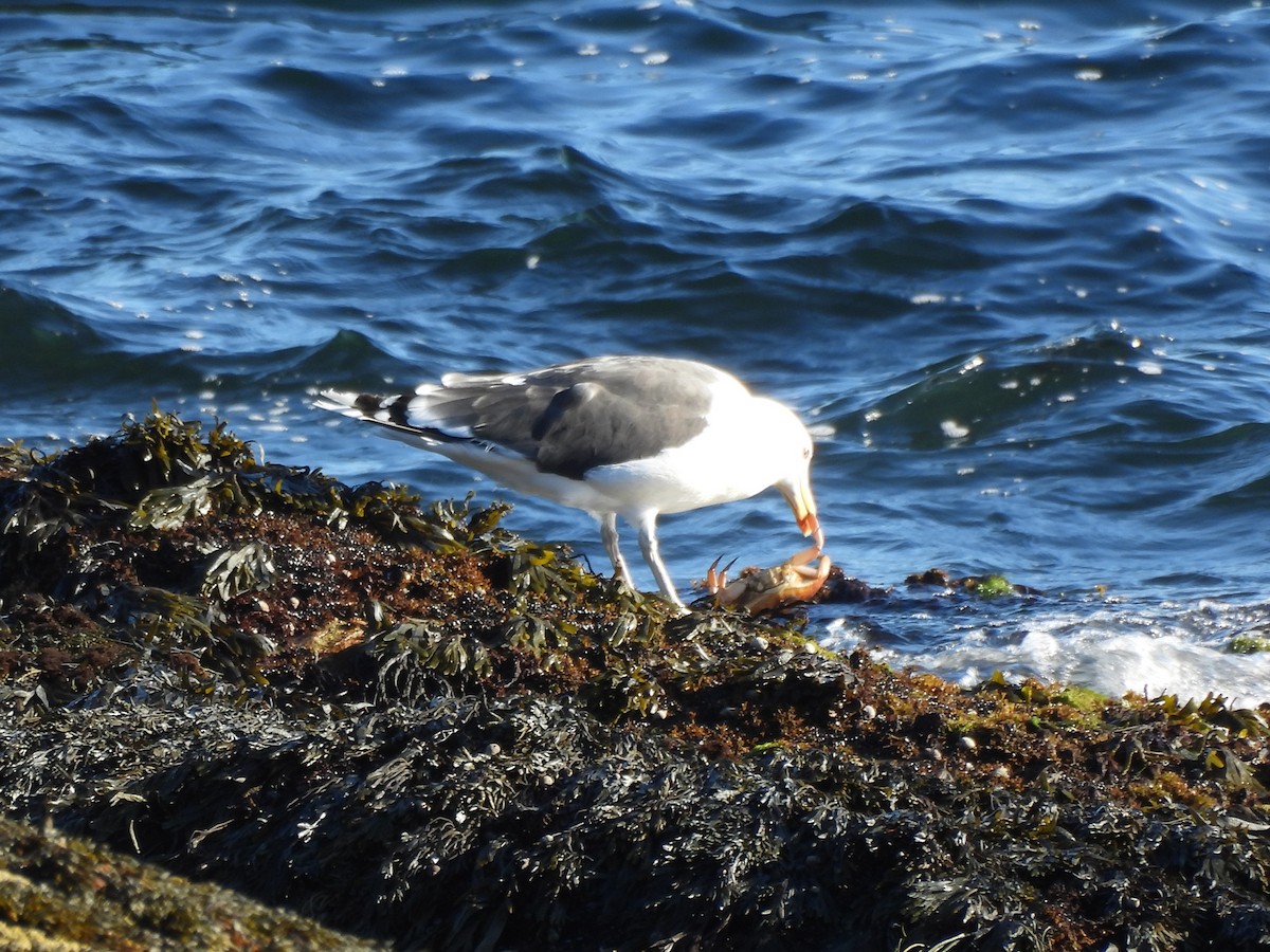 Mugnaiaccio - ML645893584