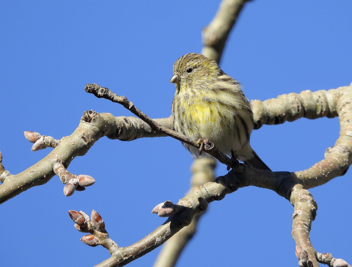 Girlitz - ML645893587