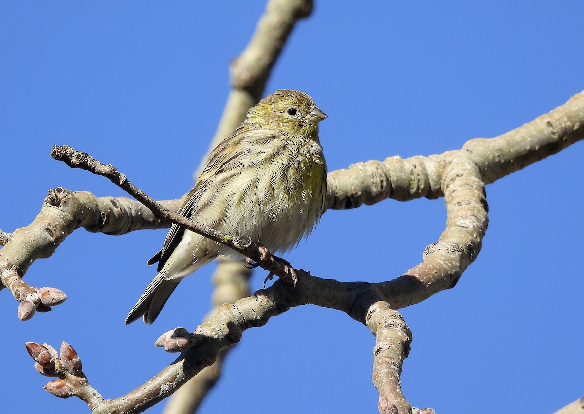 Girlitz - ML645893589