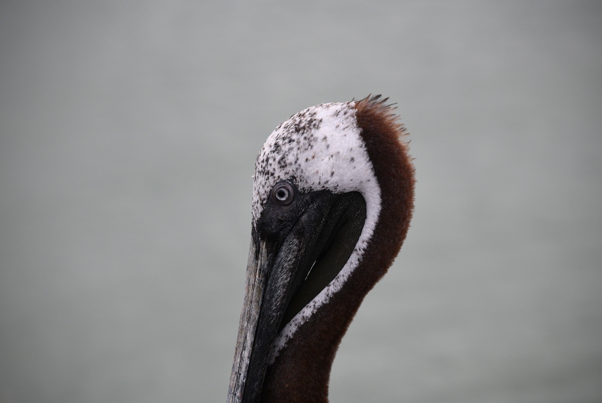 Brown Pelican (Galapagos) - ML645893593
