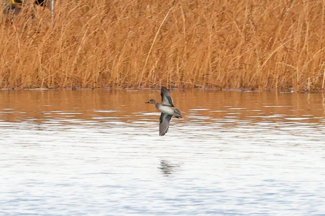 Green-winged Teal - ML645893605