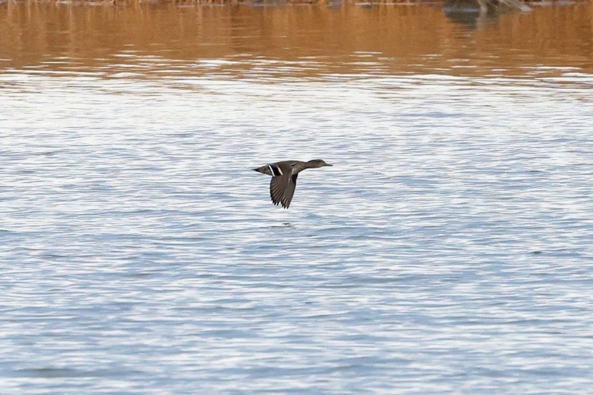 Green-winged Teal - ML645893606