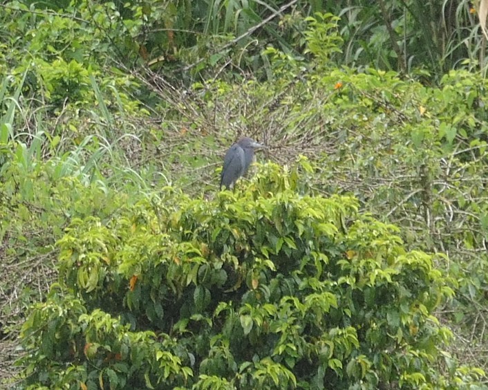 Little Blue Heron - ML645893610
