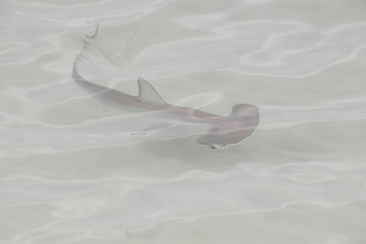 Scalloped Hammerhead - ML645893611