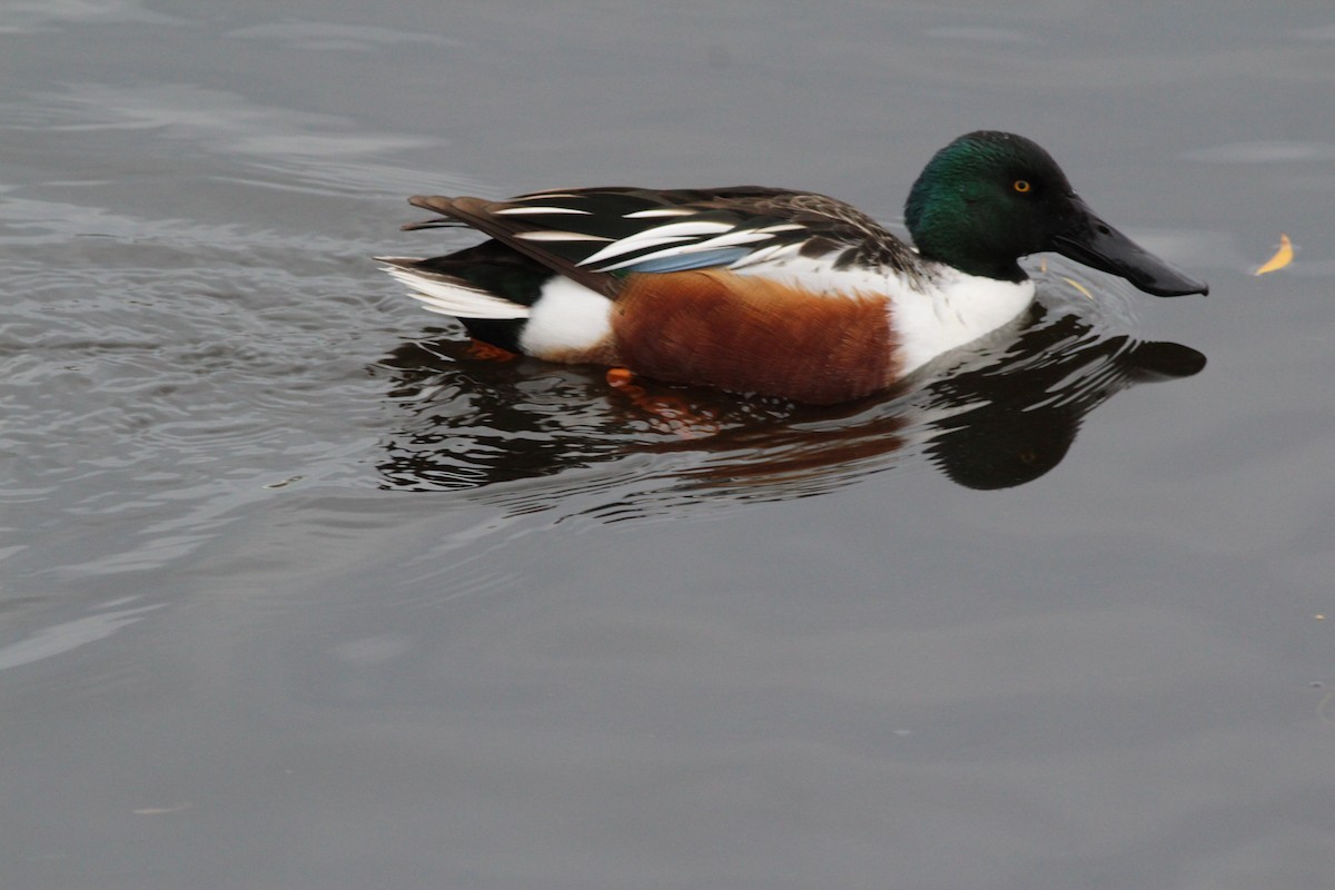 Northern Shoveler - ML645893616