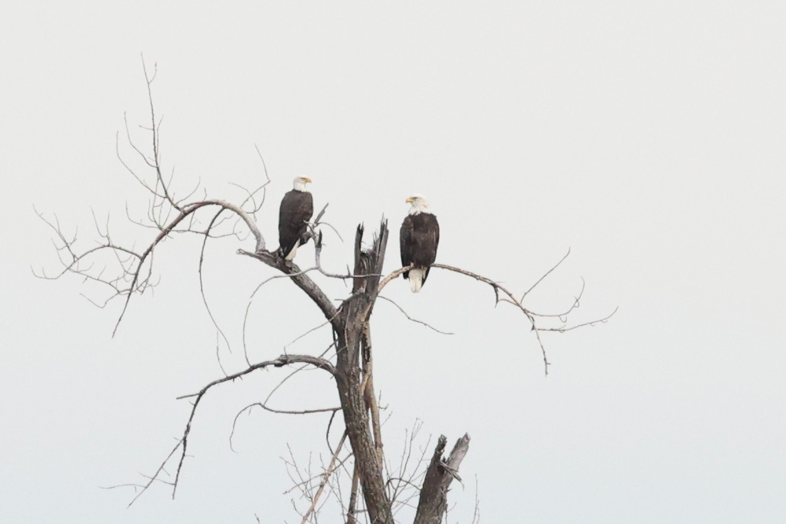 Bald Eagle - ML645893619