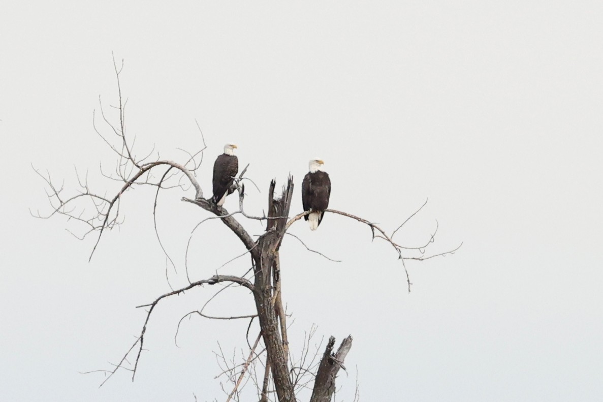 Bald Eagle - ML645893620