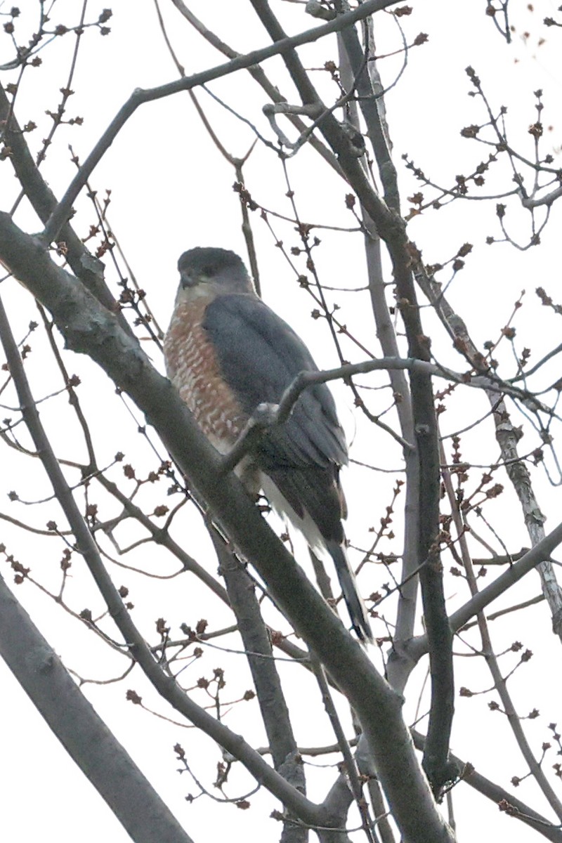 Cooper's Hawk - ML645893628