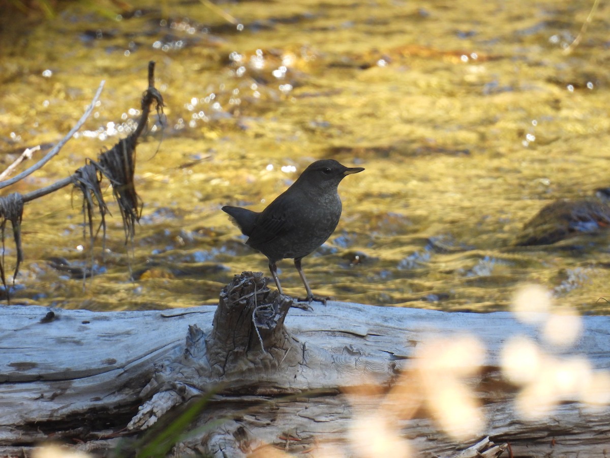 Ur-zozo iparramerikarra - ML645893630