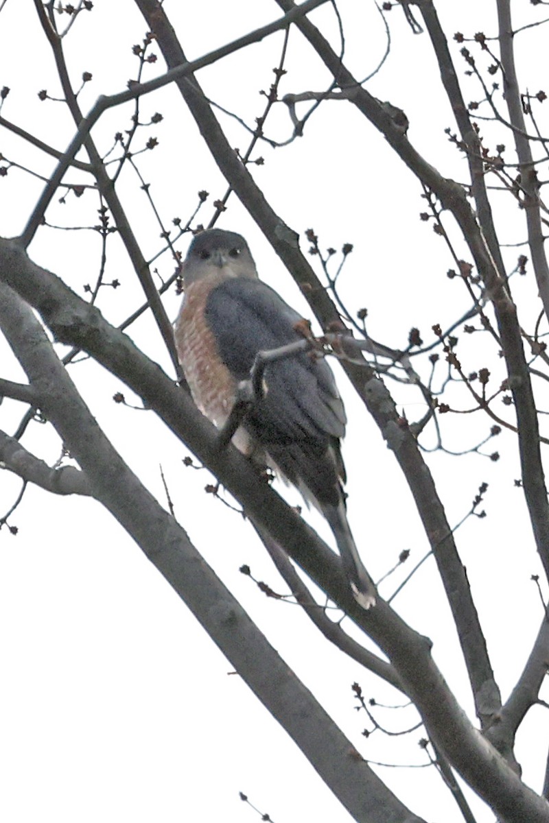 Cooper's Hawk - ML645893631