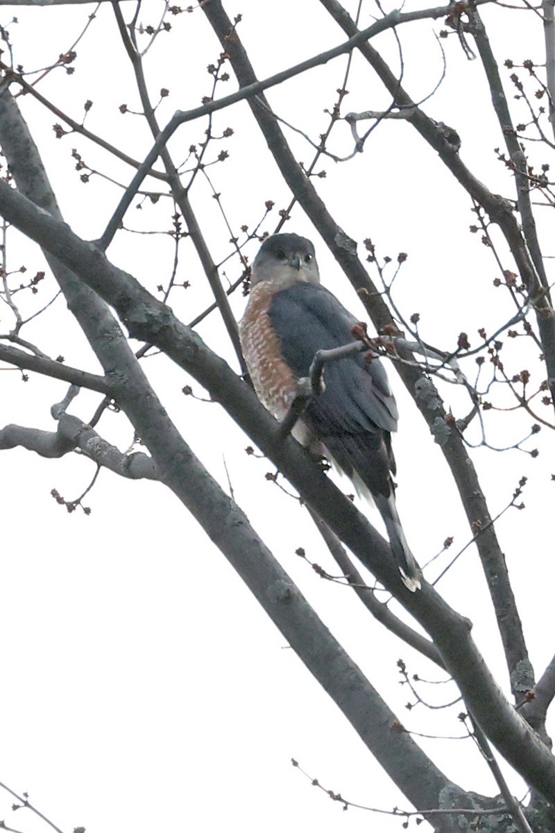 Cooper's Hawk - ML645893632