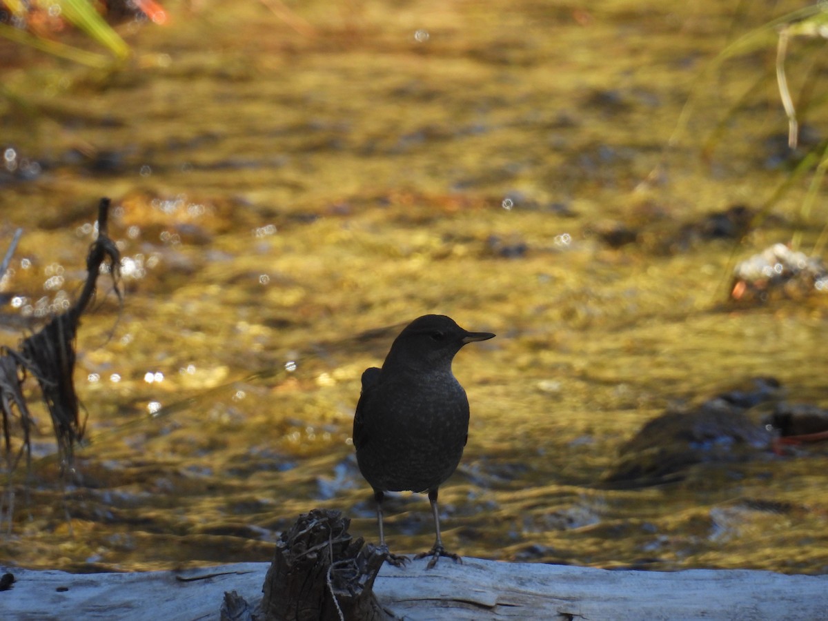 Ur-zozo iparramerikarra - ML645893641