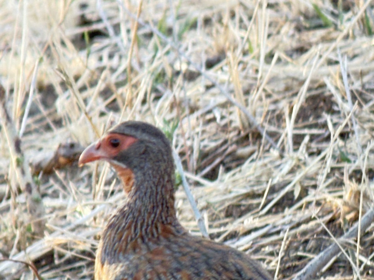 Gray-breasted Spurfowl - ML645893643