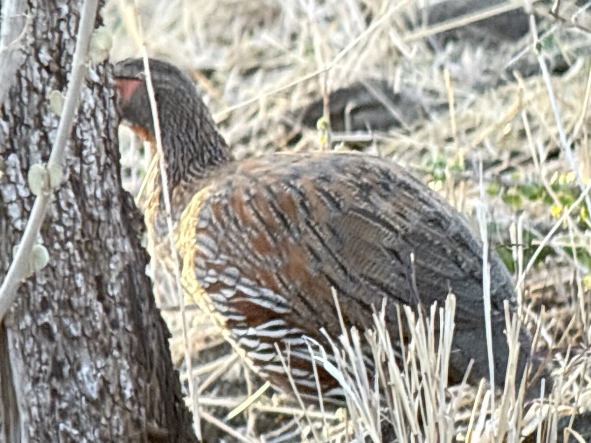 Gray-breasted Spurfowl - ML645893644