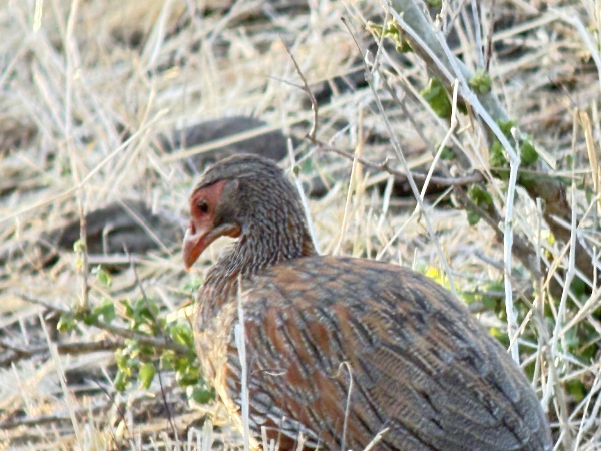 Gray-breasted Spurfowl - ML645893645