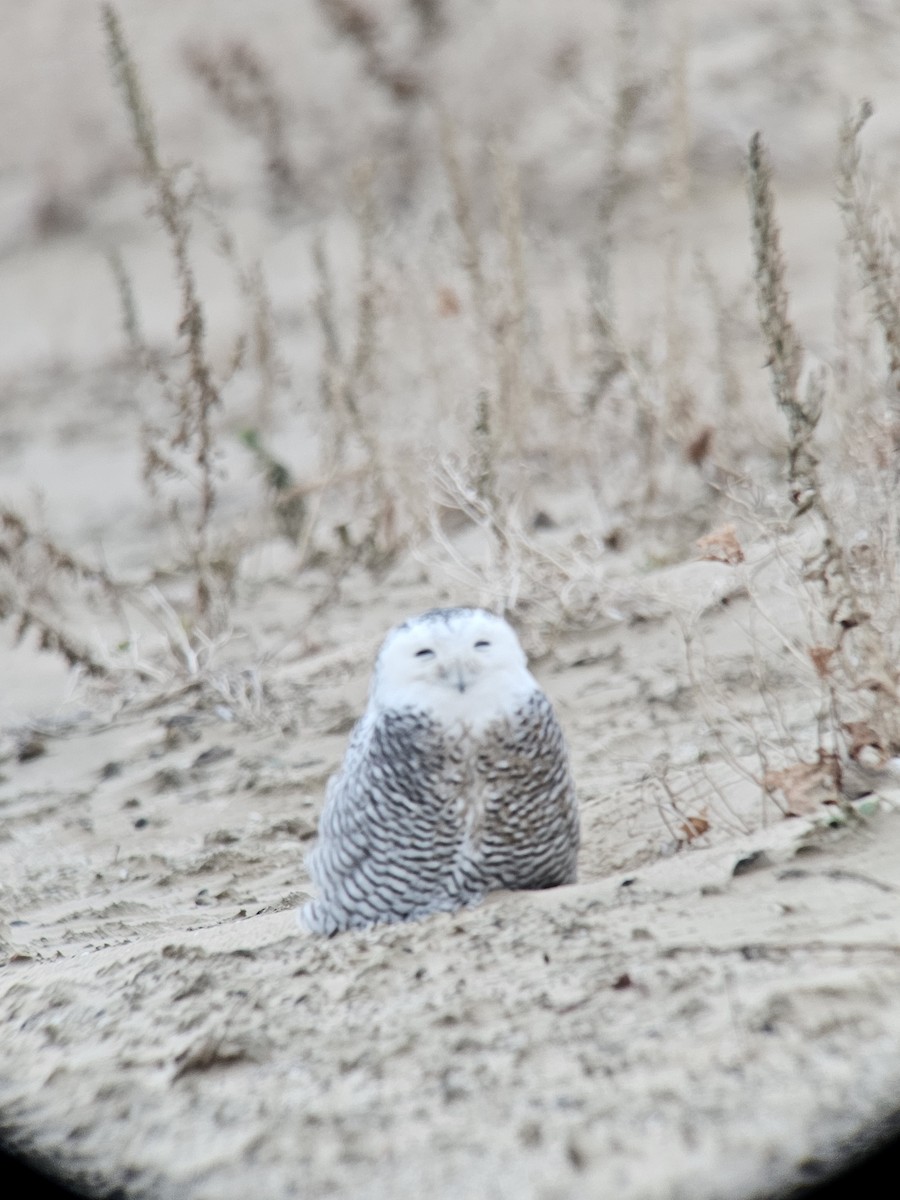לילית שלג - ML645893648