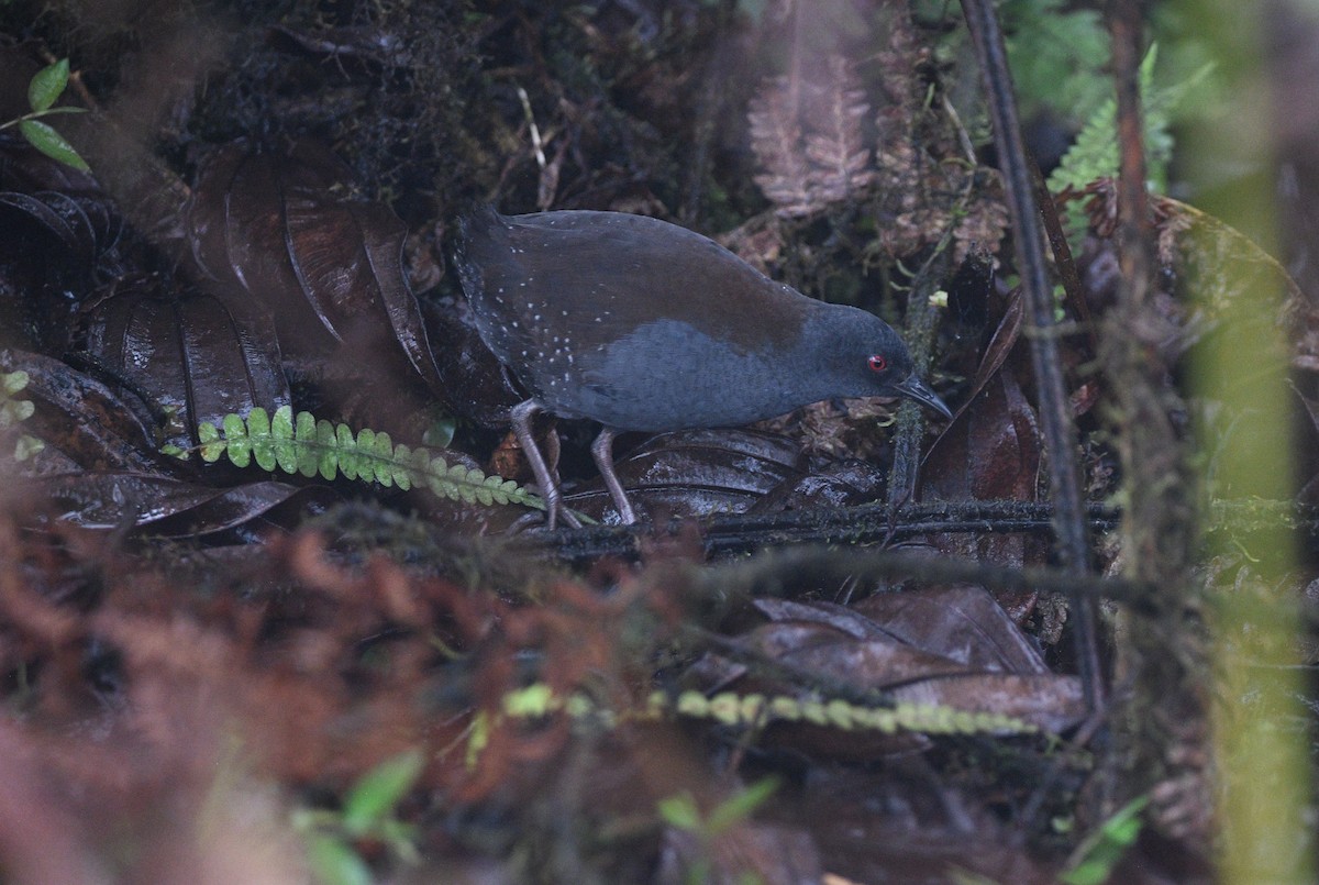 Galapagos Rail - ML645893656