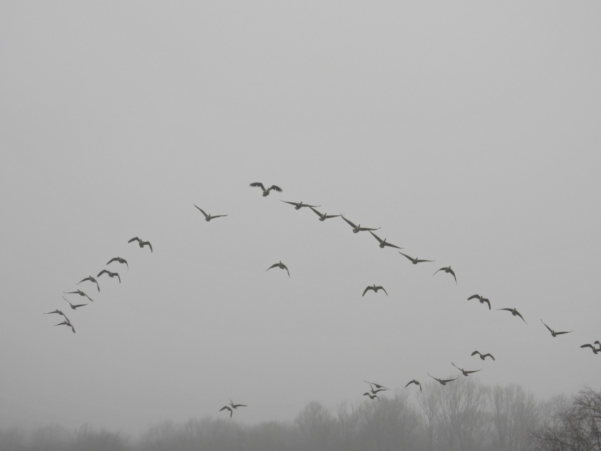 Bernache du Canada - ML645893660