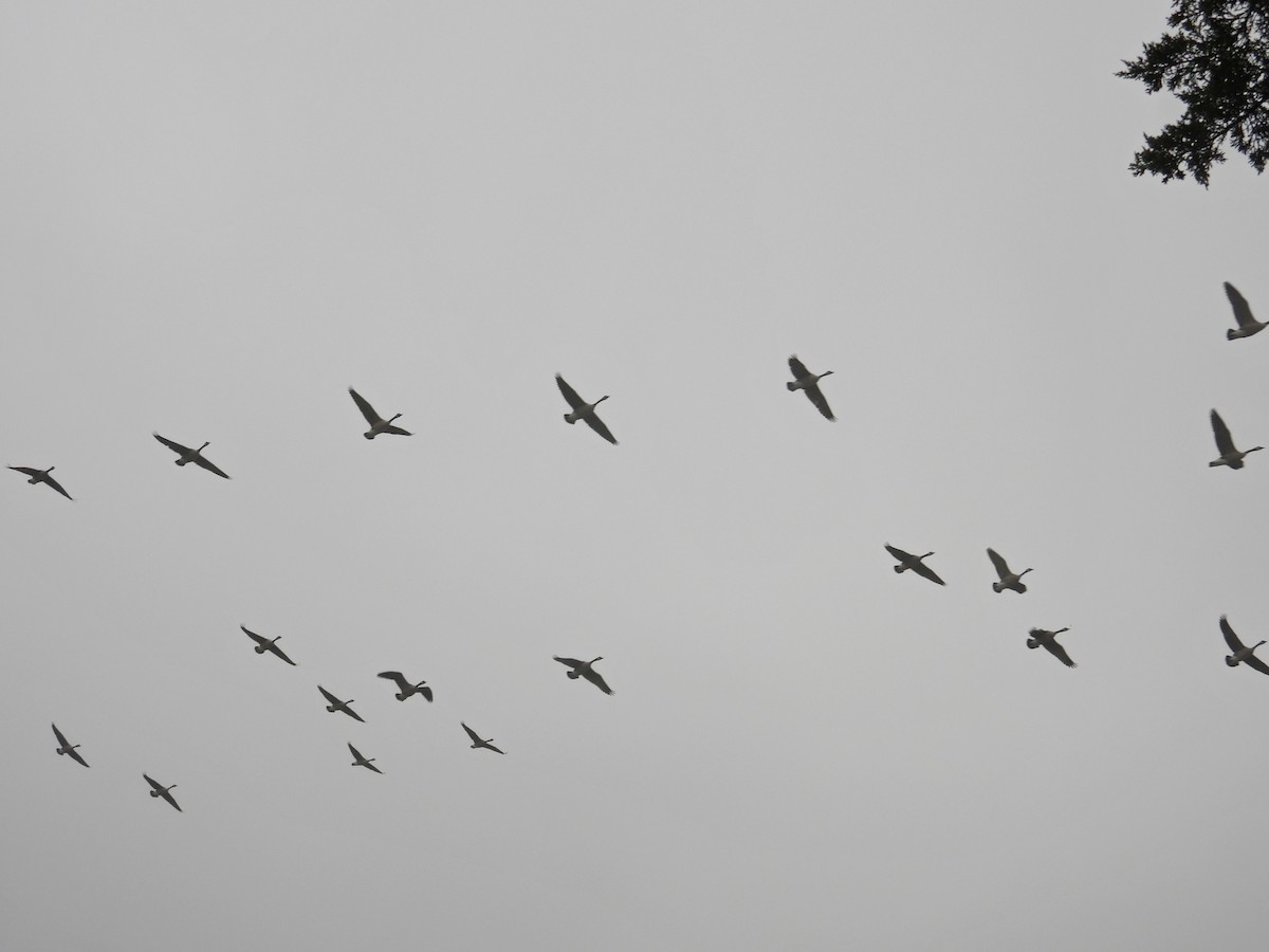 Bernache du Canada - ML645893662