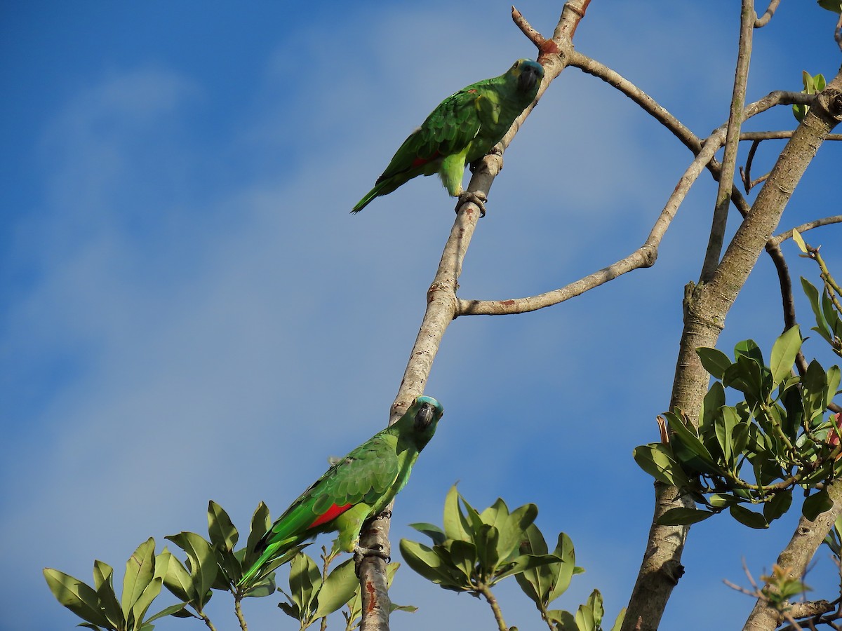 Amazona Frentiazul - ML645893670