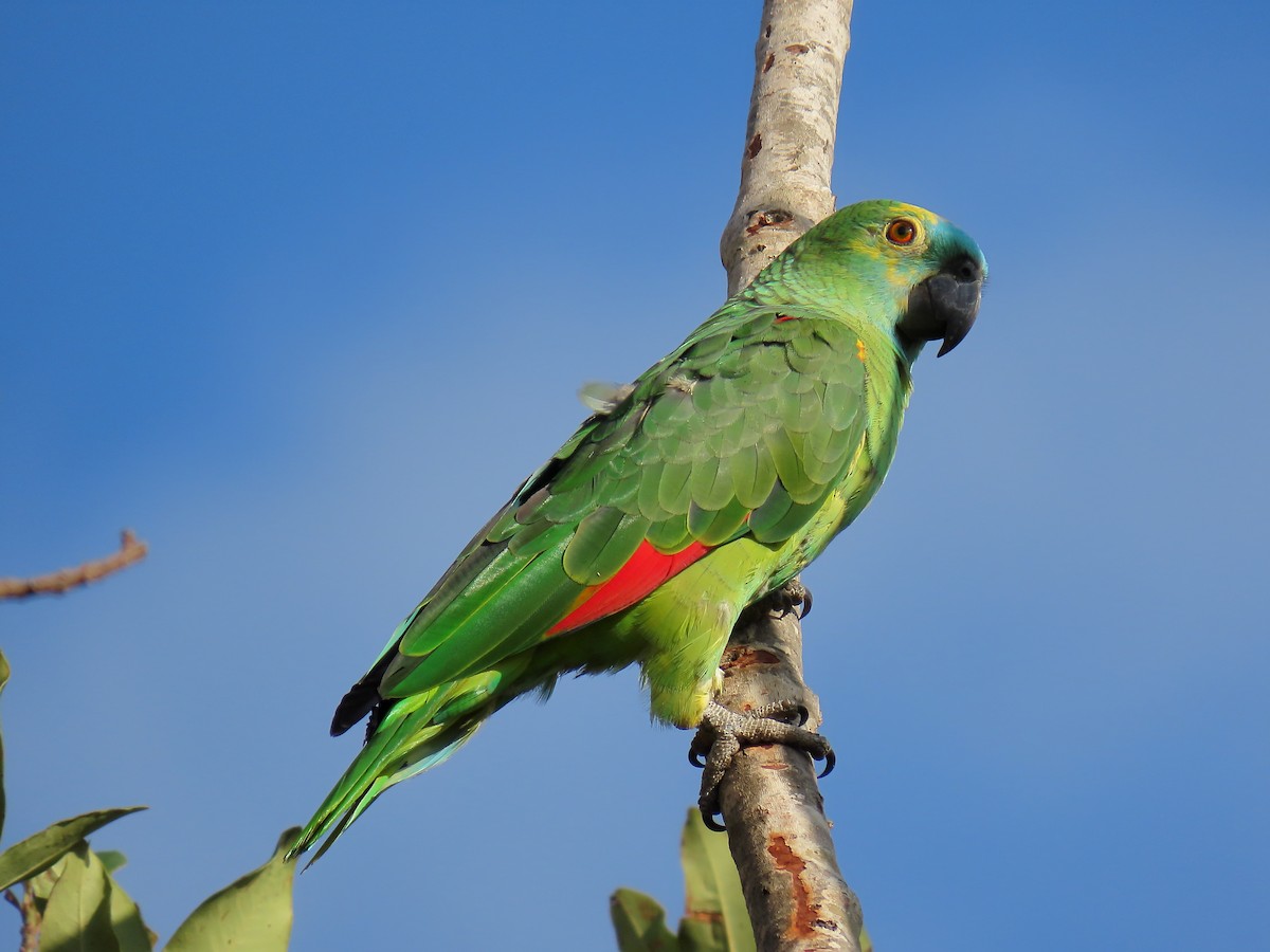 Amazona Frentiazul - ML645893671