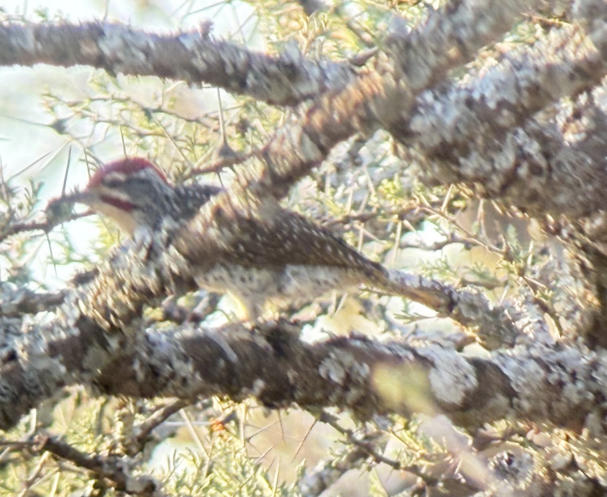 datel núbijský - ML645893676