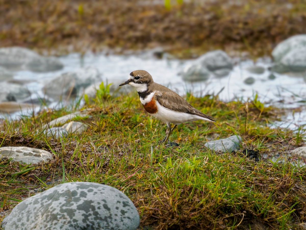 nyzealandbeltelo - ML645893683