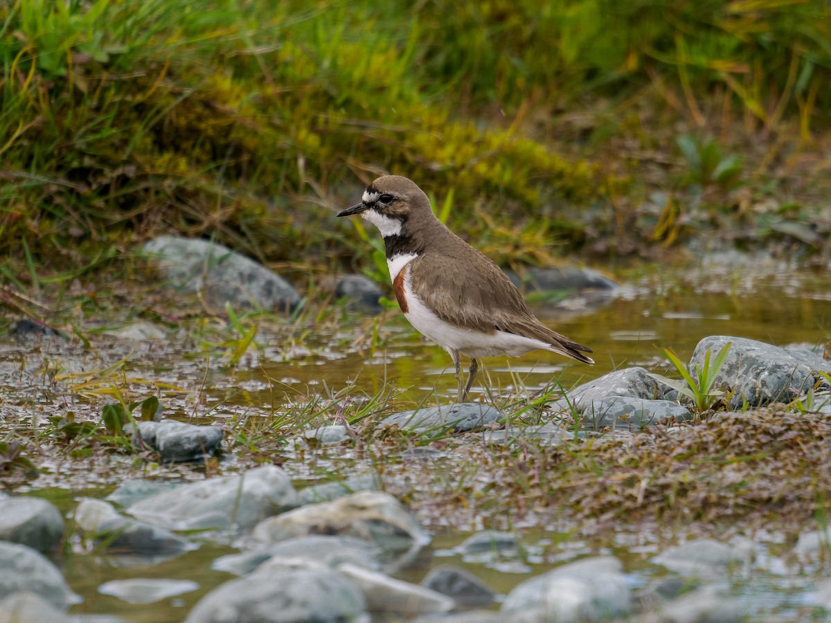 nyzealandbeltelo - ML645893684