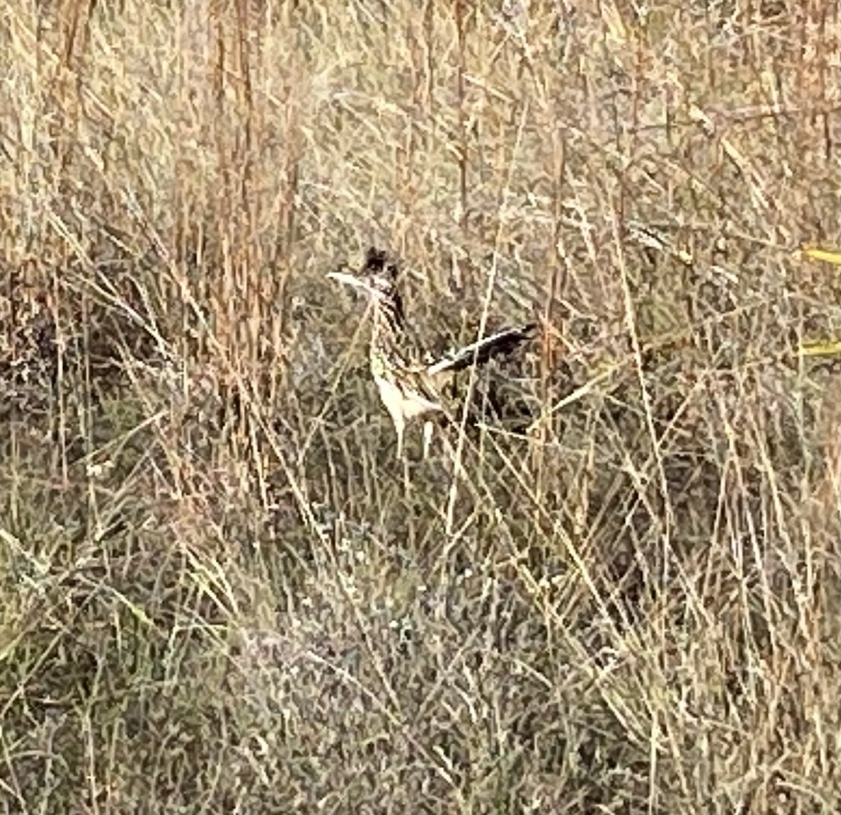 Greater Roadrunner - ML645893688