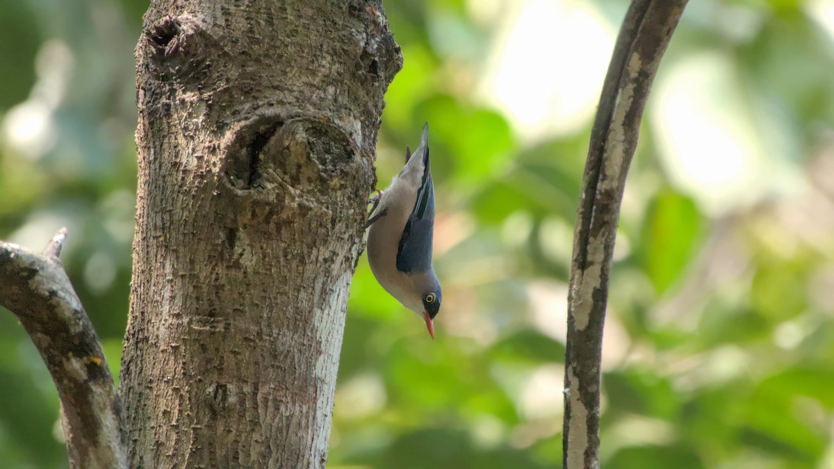 Velvet-fronted Nuthatch - ML645893693