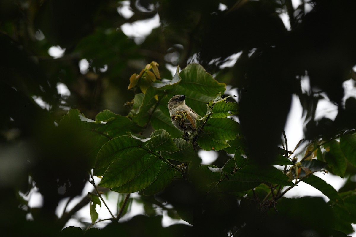 Large Tree-Finch - ML645893698