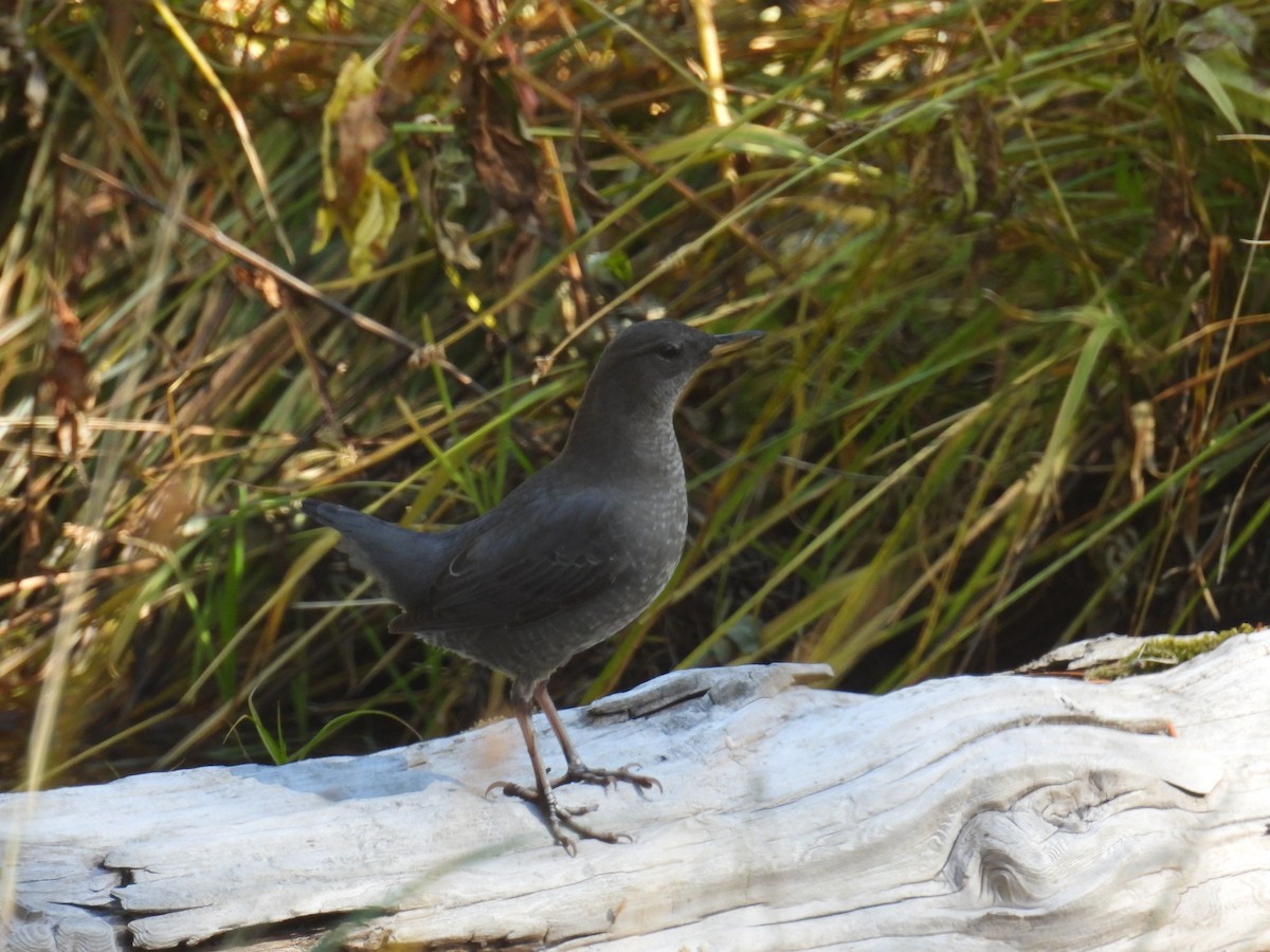 Ur-zozo iparramerikarra - ML645893704