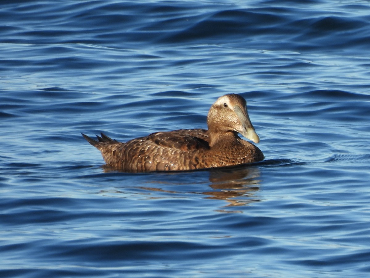 Edredone - ML645893705