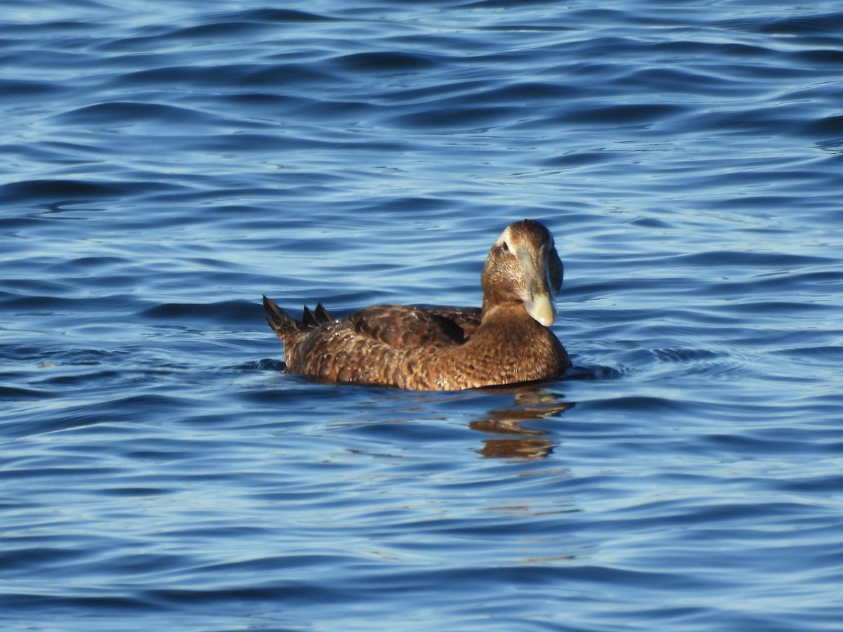 Edredone - ML645893706