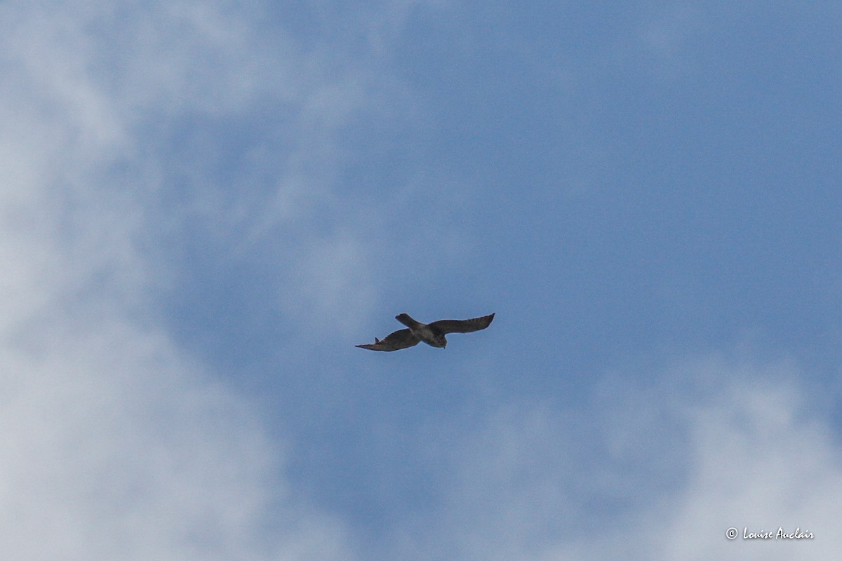 Mountain Caracara - ML645893707