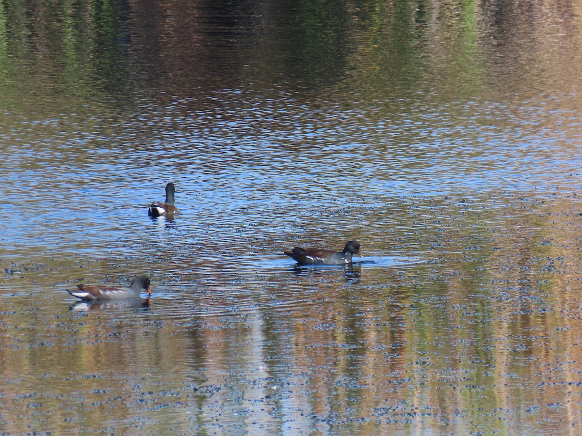 Курочка латиноамериканська - ML645893708