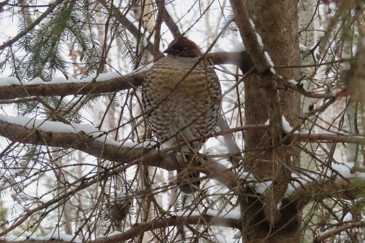 jeřábek kanadský - ML645893709