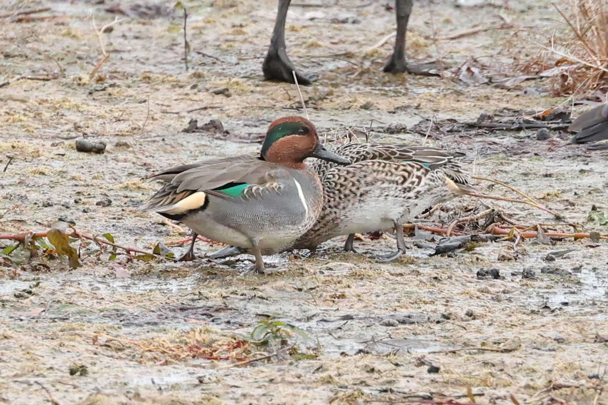 Green-winged Teal - ML645893713