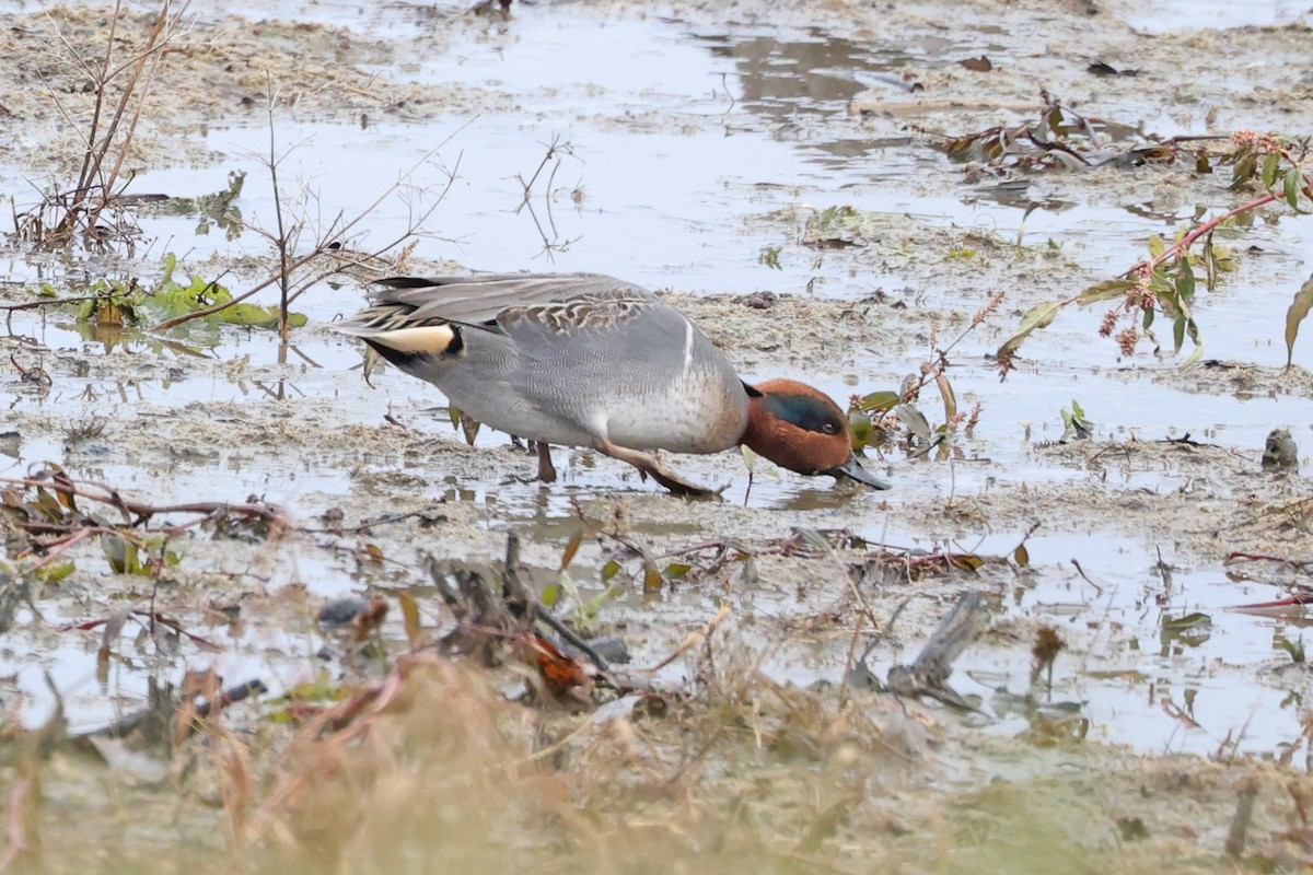 Green-winged Teal - ML645893714