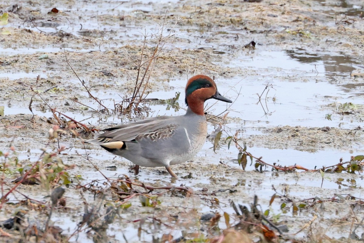 Green-winged Teal - ML645893715