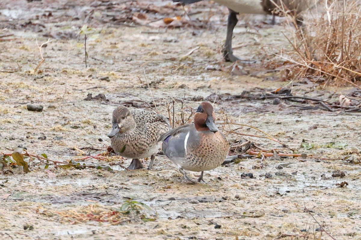 Green-winged Teal - ML645893717