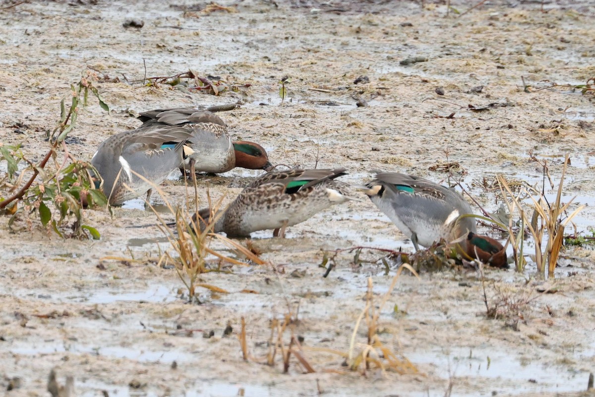 Green-winged Teal - ML645893719