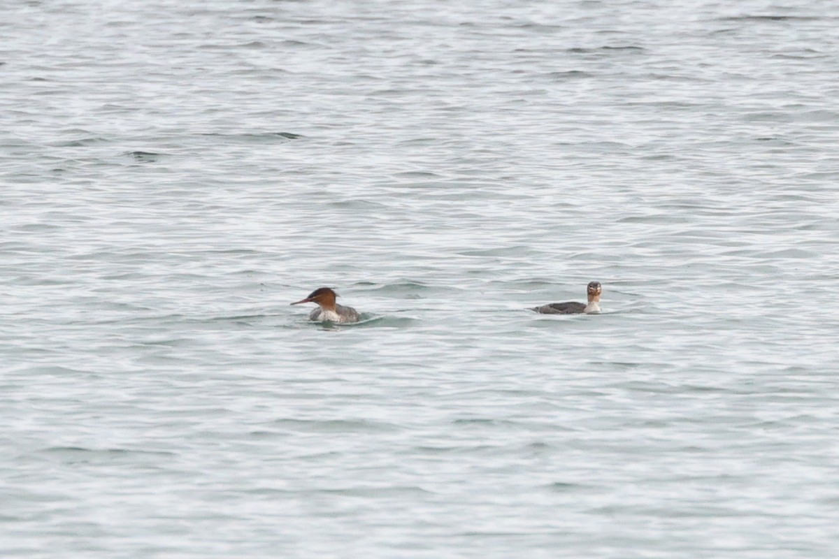 Red-breasted Merganser - ML645893728